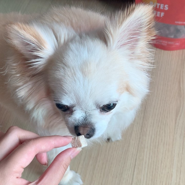 휘머쿠빵(한수빈) on Instagram: “강아지🐕 & 고양이🐈 간식을 찾고있다면, 닥터맘마 바이츠는 식도와 위장관을 거치며 수분과 만나 소화가 더욱 잘 되고 속을 편안하