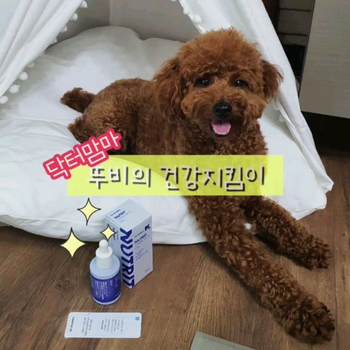 귀요미 푸들 뚜비😘 별명은 쪼비🐶 可愛いプードル🐾’s Instagram photo: “#부시시주의 #꼬질이 목욕후 나른한 뚜비 🐶 건강을위해 사료와함께 오메가-3 오일을 먹었어요 오일은 냄새때문