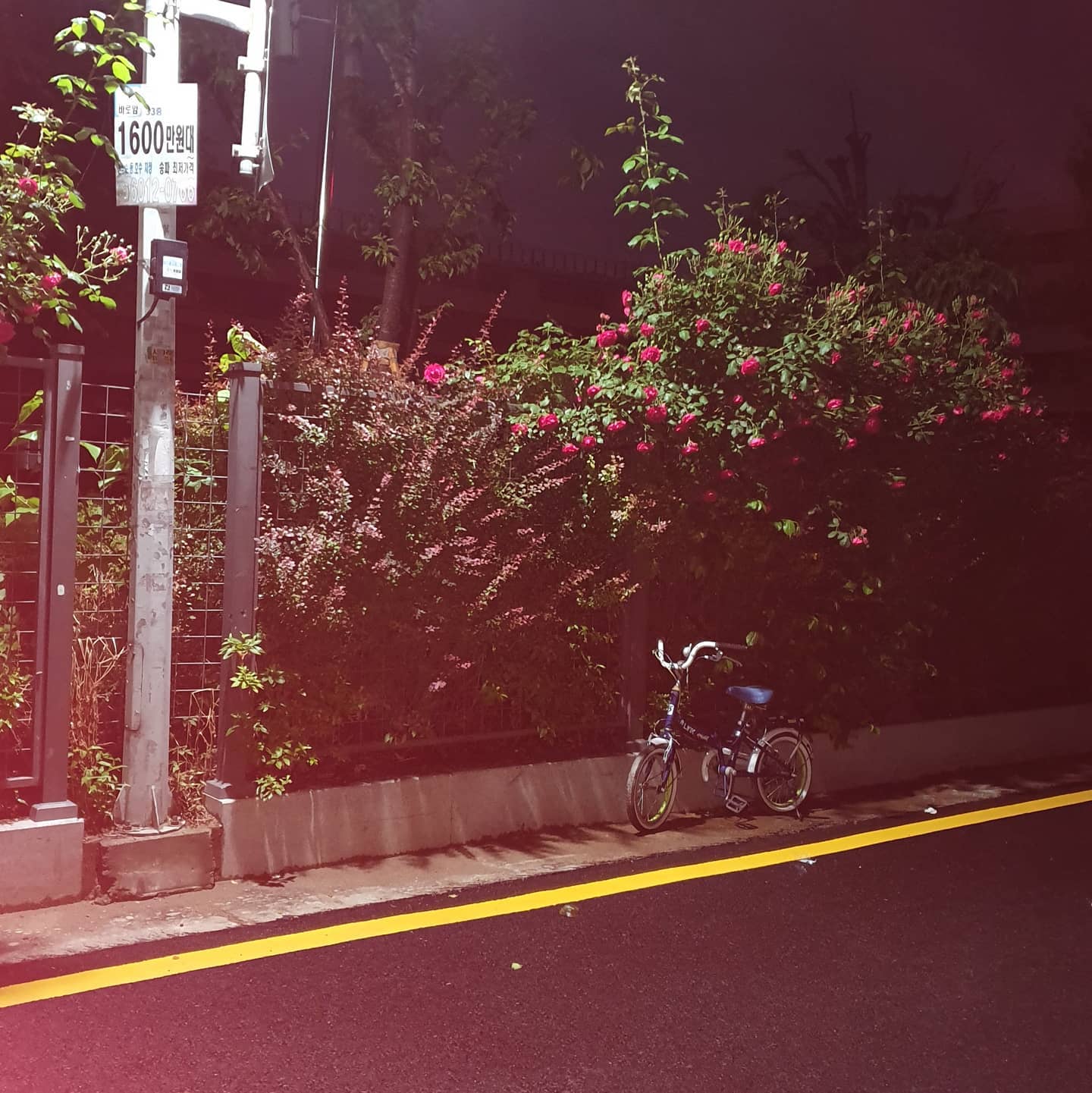 #갬성 #갱
#자전거 #장미 #일상 #사진
#감성사진 #갬성샷
#폰카메라