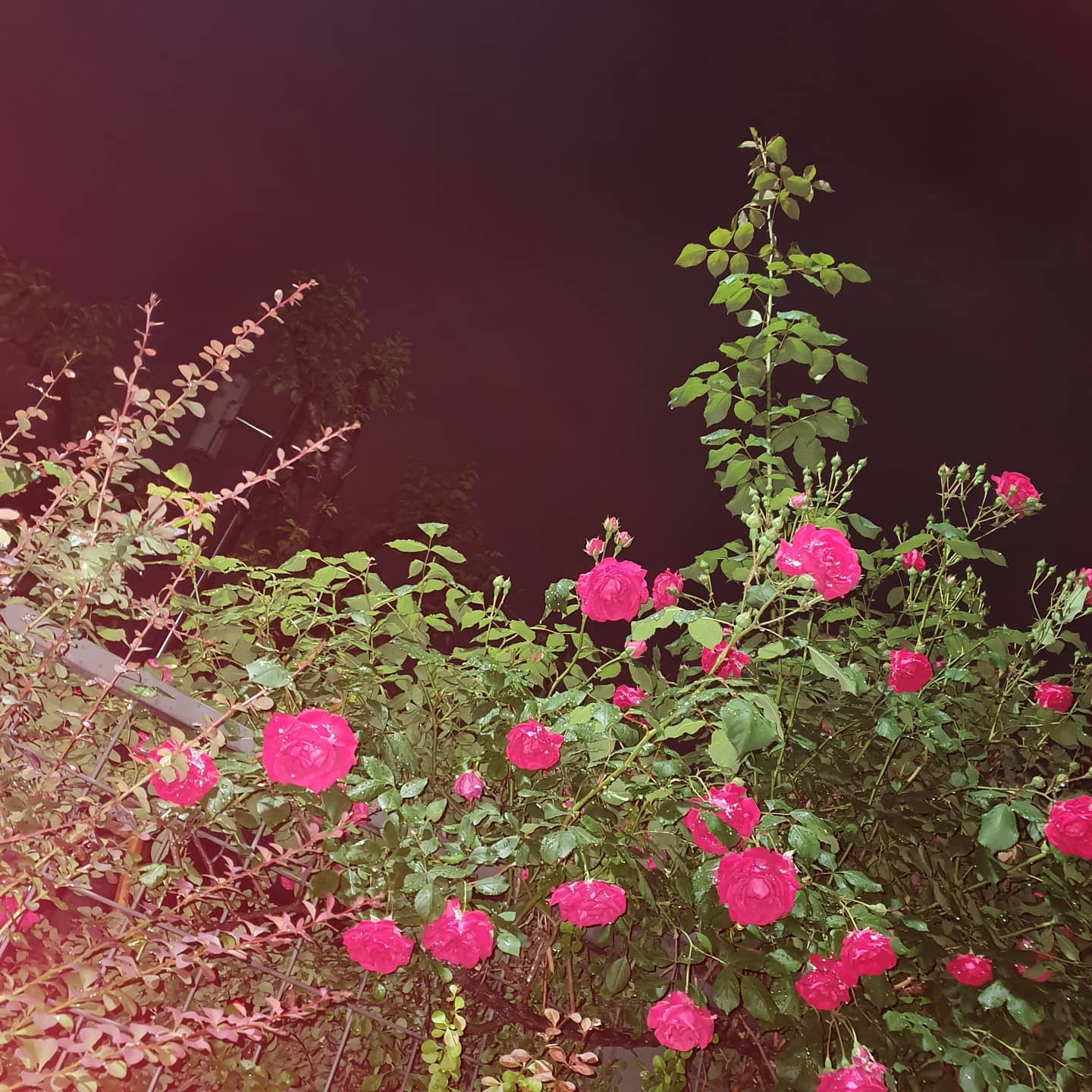 #플래쉬 #갬성 #사진
#rose #폰카 #장미 #노트10 #노트텐
#셔터 #감성샷 #플래쉬샷