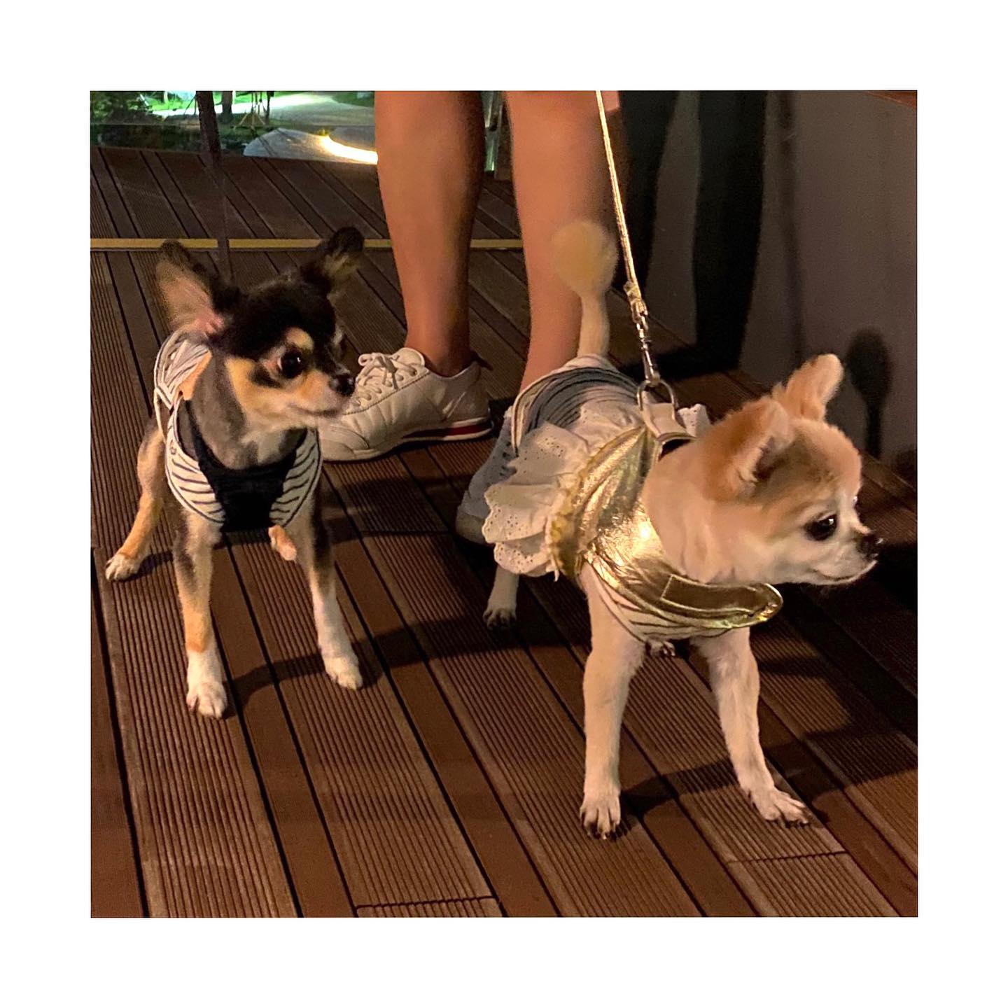 집앞에 펼쳐진 숲속
산책코스 넘 조아 🧡
⠀
⠀
⠀
⠀
#healingtime #dogstagram #댕스타그램 #산책로