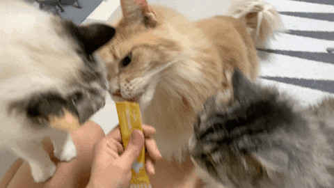 고양이츄르 🐾 갓성비 츄르영양제 닥터맘마츄르 뉴트리캣