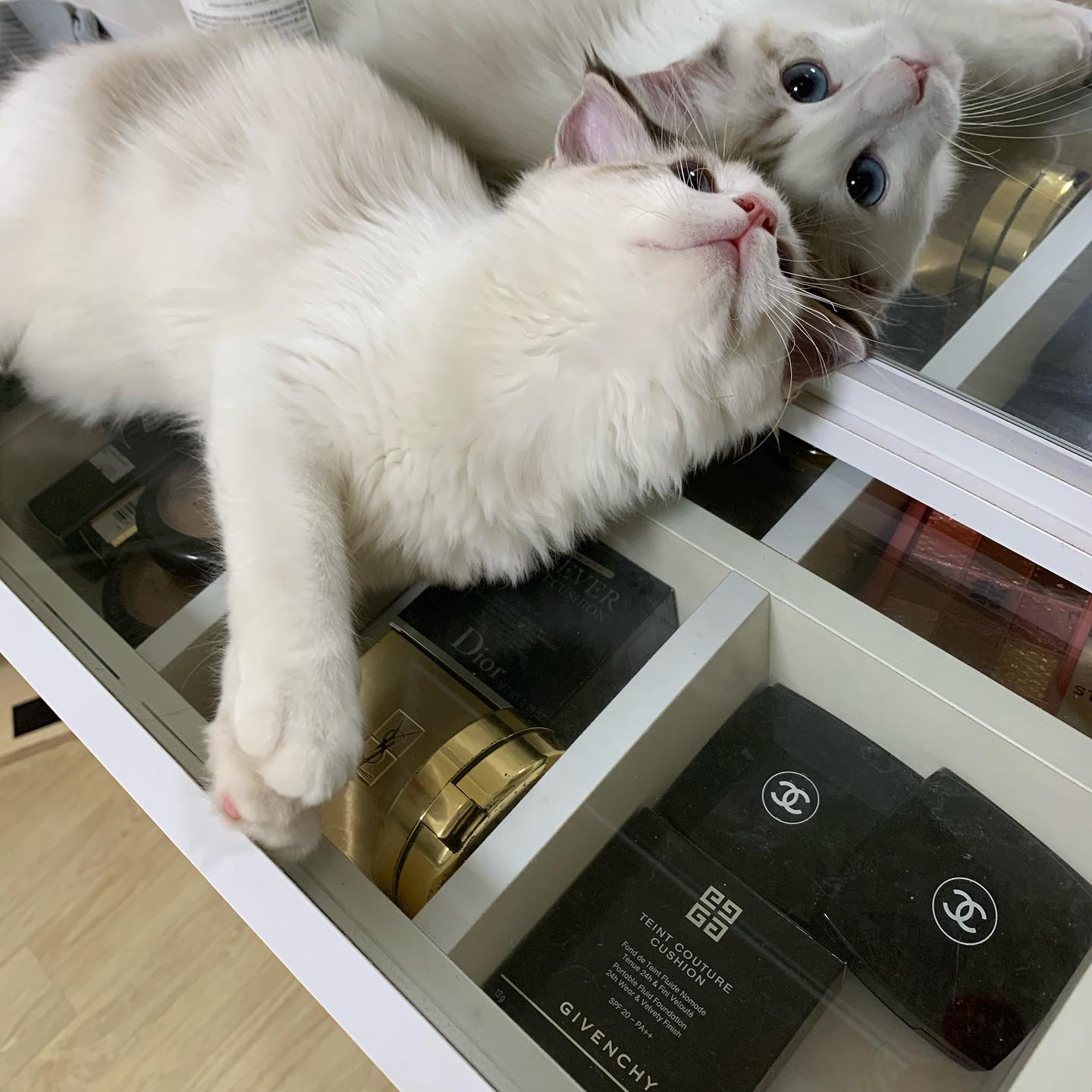 #cat #catsofinstagram #ragdoll #랙돌 #냥스타그램