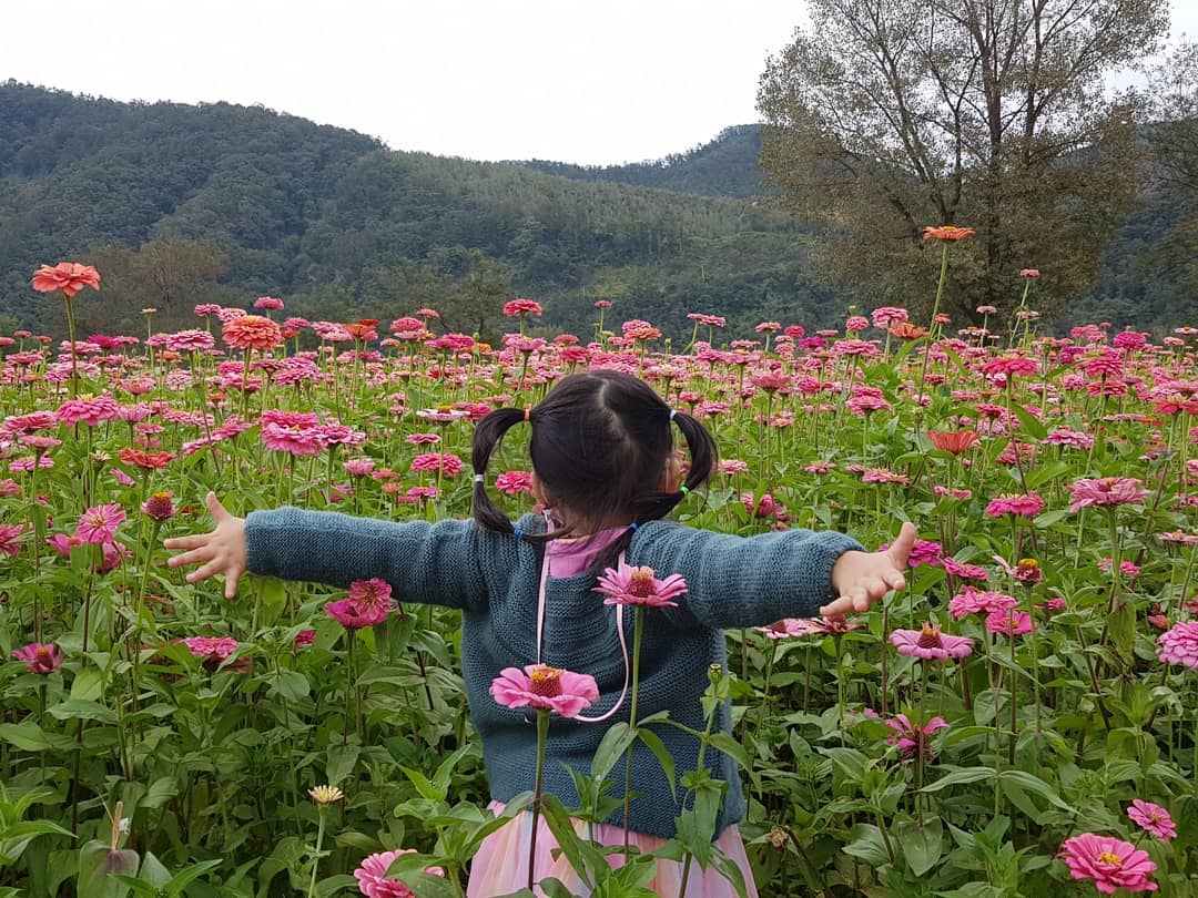 #자라섬남도 #가평여행 #가평자라섬 #자라섬 #핑크뮬리정원 #해바라기밭 #백일홍🌺 #메리골드