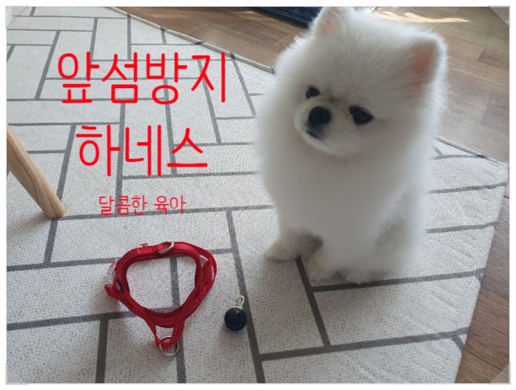 소형견하네스를 찾는다면 멍템 앞섬방지 앞고리 하네스