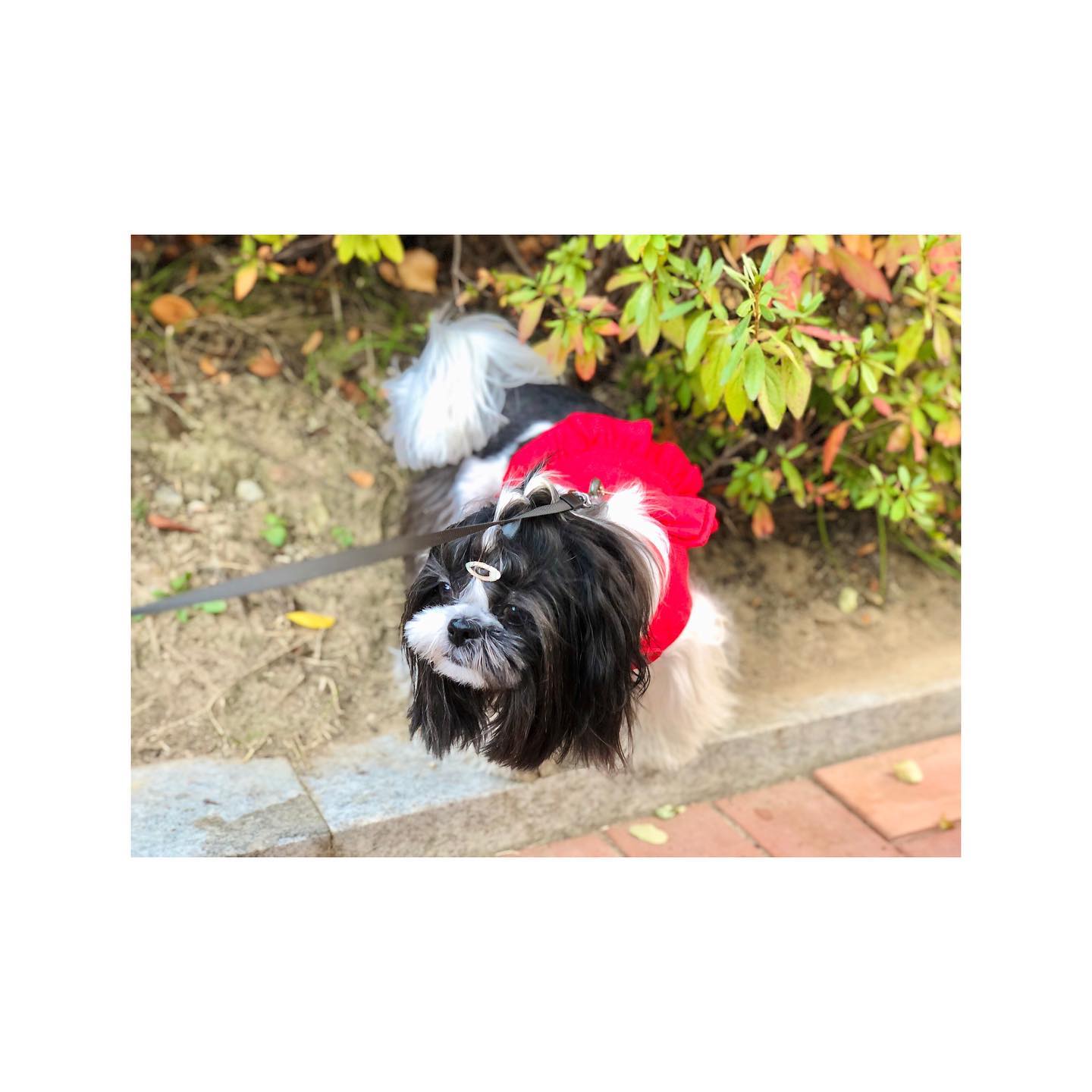 차차하네스 입혀 놓으니까 차차차 스텝 밟는 레오🙊♥️
.
이맘때면 항상 갈꽃 때문에 발에 상처가 나요ㅜㅜ
그래서 간만에 약 바르고 붕대 감고 산책 다녀왔답니다
.
그리고 인스타 업로드가 참 간만이지요...?
요새 너무너무너무 바빠서 정신 없이 지내고 있답니다
모두들 건강 잘 챙기시고요♥️
.
.
.
.
.
.
.
.
.
.
.
.
.
.
.
.
.
.
.
.
.
#코지로지데이 #차차하네스 captain_hodu
.
.
.
.
.
🐾
#헝그리레오 #강아지 #개린이 #댕댕이 #좋아요반사 #시츄 #블랙시츄 #멍스타그램 #애견모델 #일상 #강아지모델 #강아지맞팔 #선팔하면맞팔 #맞팔 #hungryreo #puppy #dog #pet #puppylove #doggylife #followforfollowback #likeforlikes #instapuppy #dogfood #dogstagram #shihtzu #blackshihtzu #daily
🐾