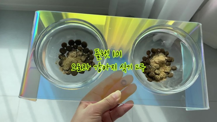 강아지밥그릇 채광과 각도에 따라 색감이 바뀌는 플랫101 오로라식기