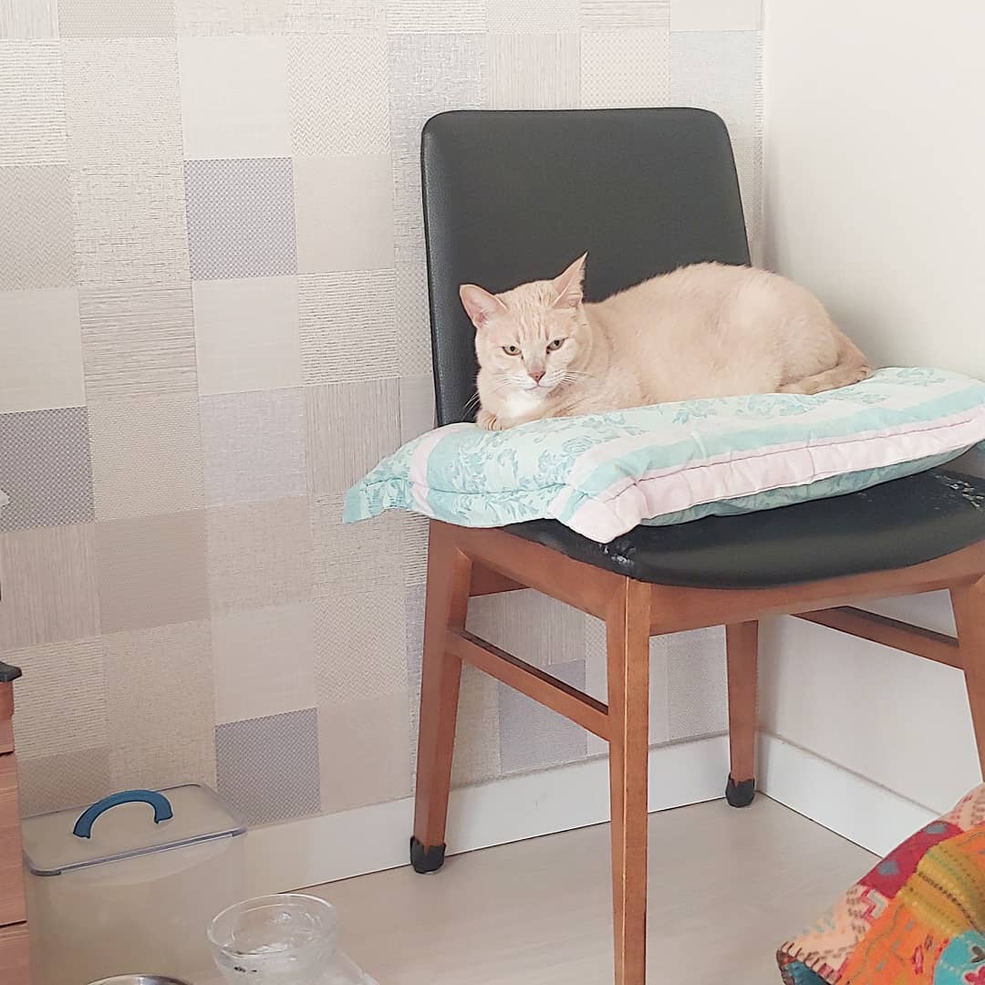 #캣타워 안부러운 broken chair cat tower. 
일명 고장난 의자 고양이탑!!
식탁의자가 고장나서 새로 바꿨고 고장난 의자는 버리려다가 일단 고양이 올려놨는데 반응좋음. 
캣타워 안사도됨~~^^