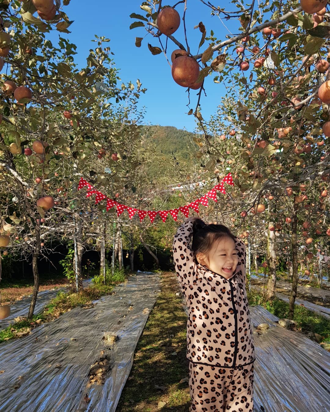 #가평사과 #명지산농원 #사과따기체험#사과농장 #체험삶의현장 #가을체험 #사과따기🍎 #포토존📷