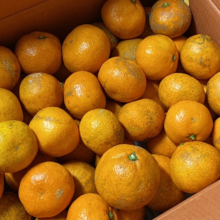 친환경 제주감귤 찾는다면! 낭만감귤 추천합니다