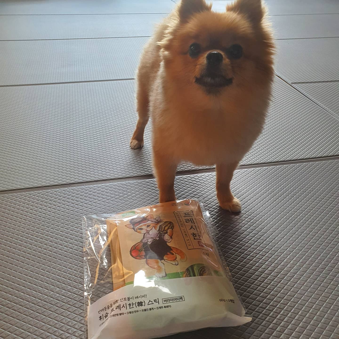 휘슬 프레시한 스틱 5종은 애경에서 나온 반려동물의 건강한 영양간식!
귀여운 패키징의 짜먹는 츄르 울 새봄이도 좋아하네요~^^

횡성 한우
제주 흑돼지
울진 홍게
대관령 황태
완도 전복
골라먹이는 재미가 있네요.

이제 반려동물을 위한 건강한 간식 챙겨보아요!!

#휘슬 #프레시한스틱 #건강한사료 #반려동물간식
#고양이간식추천 #강아지추천 #저염간식
#흑돼지 #황태 #횡성한우  #전복 #홍게 #협찬
#애경 #AKLOVER  #애완동물간식
#반려동물 #반려동물선물 #집사그램 #강아지건강간식 #강아지간식추천 #강아지간식 #강아지선물 #강아지츄르