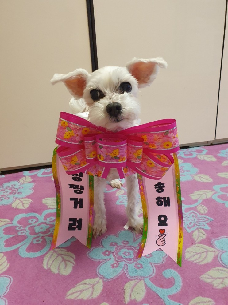 찌릿마켓 강아지화환 으로 찡찡이 강아이 엄마한테 사과하기 (결혼식 인간화환, 아기화환 추천)
