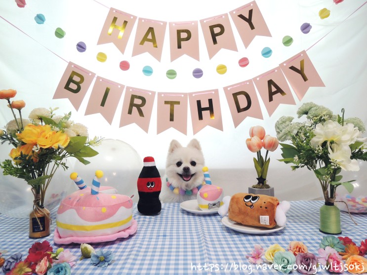 삑삑 바스락 노즈워크 강아지 장난감 추천! 댕댕생활연구소 강아지 생일파티 해피데이박스