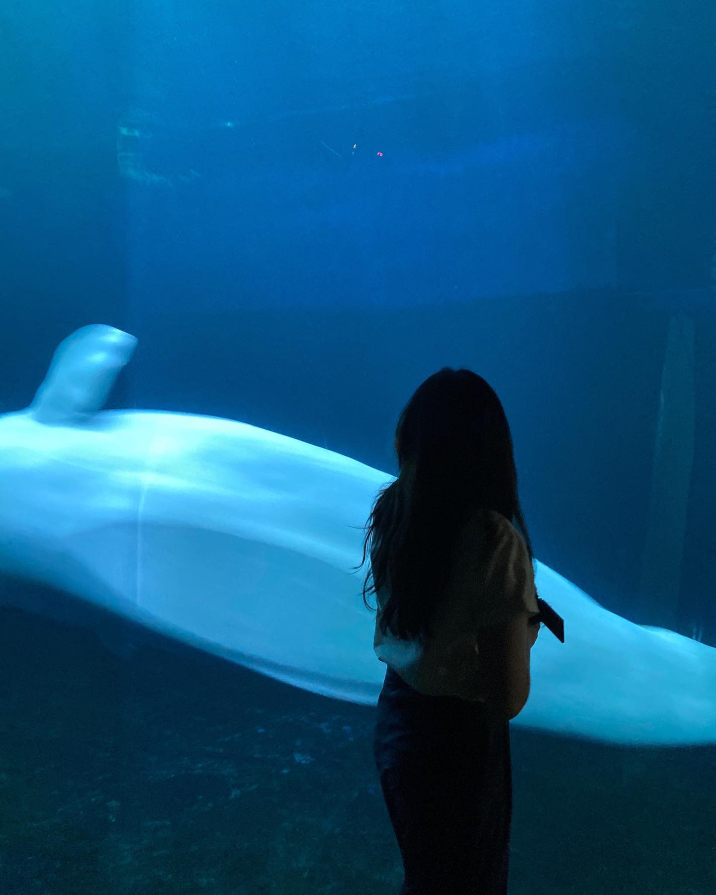 벨루가 🐋