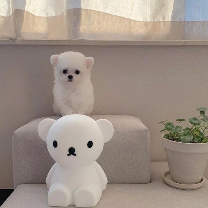 귀요미