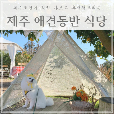 [애견동반] 도민이 직접 가보고 추천하는 :: 제주 반려견 동반 식당 맛집 BEST 6