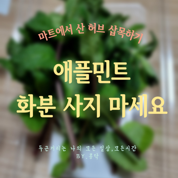 이마트에서 산 애플민트 삽목하기  허브 화분 사지 말고 키우세요!