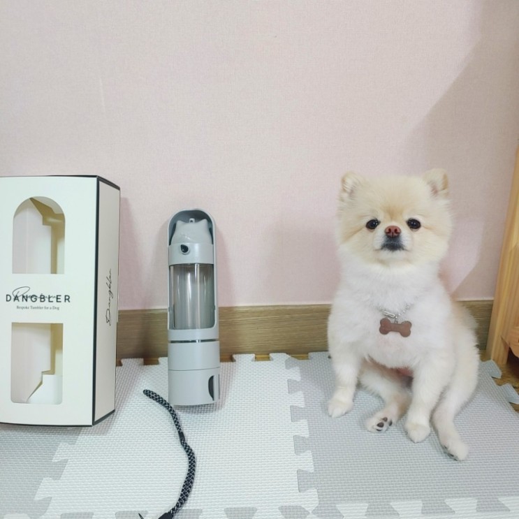 펫투데이 업그레이드된 슬라이드 댕블러