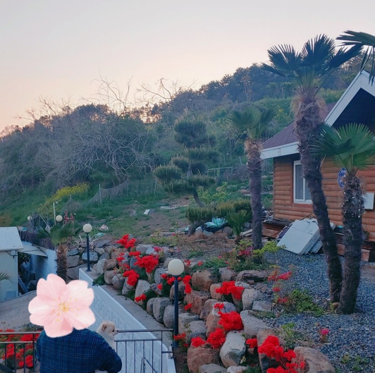 거제도 저렴한 애견동반펜션 가조도풀하우스 (내돈내산)