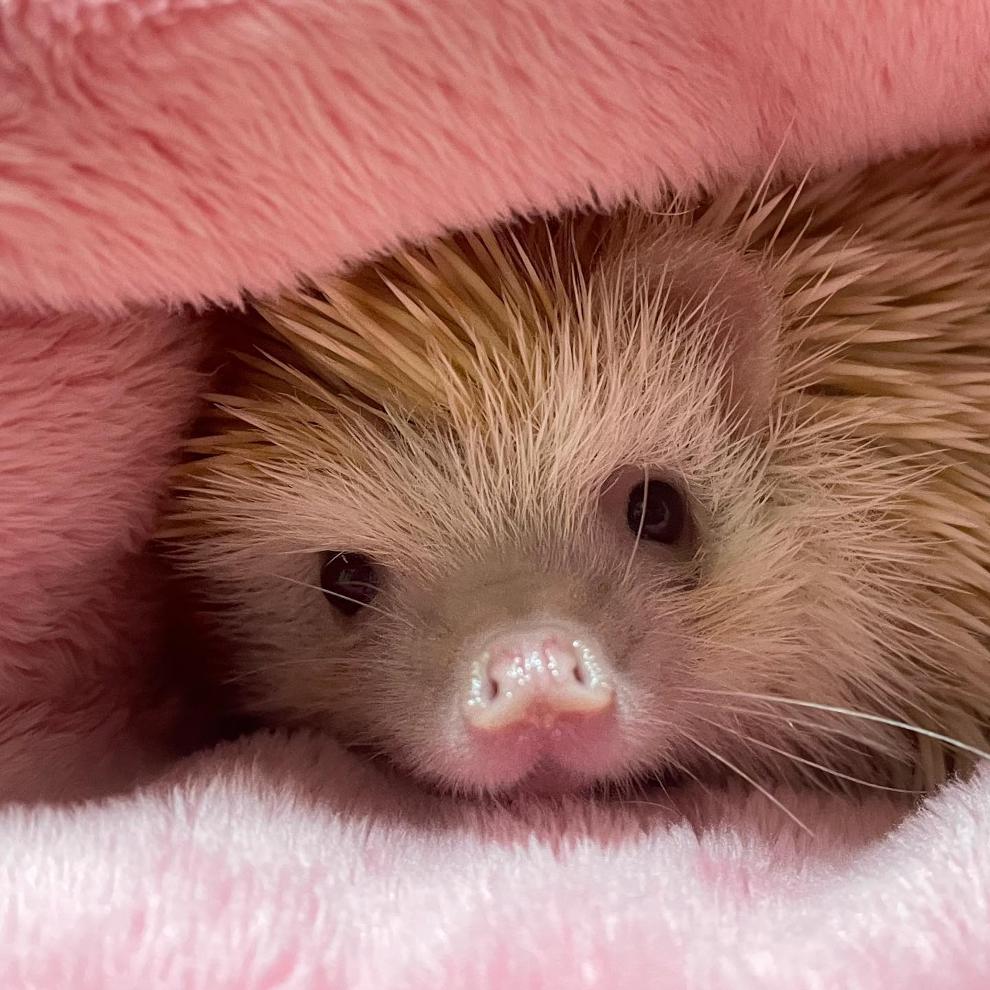 (❁´‿`❁)
