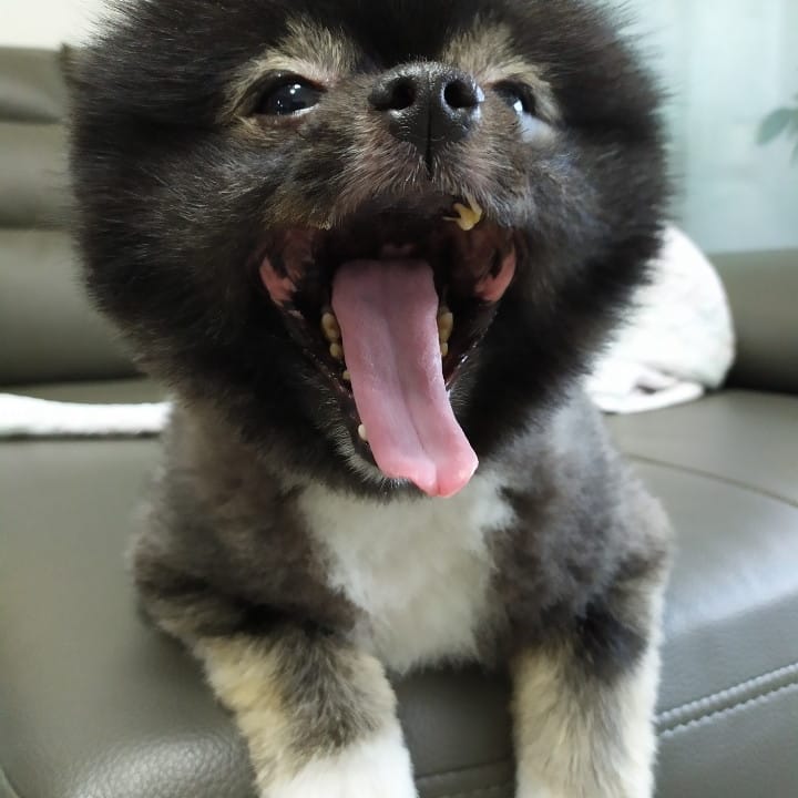 #강아지 #포메리안 #블랙포메리안
