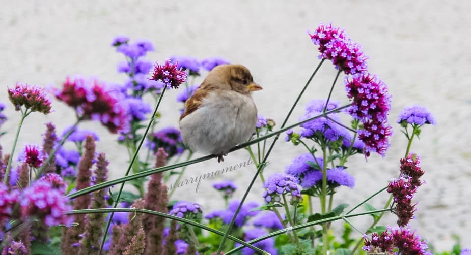 Little guy🍀🌸

Ignore:...
#photographer #photography #myphotography #myphoto #hobbyfotografie #hobbyphotograph #hobbyphotographer #hobby #mypic #naturelover #naturephotography #naturephotographer #nature #flowers #bird #birdphotography #colourfulnature #lovely