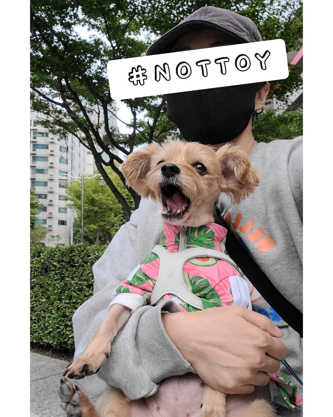 🇰🇷루랑뚠띠네🇰🇷 ❌펫샵 ,가정분양 절대반대👊🏻❌ on Instagram: “#광고 #NOTTOY챌린지##NOTTOY ⠀ 세상에서 오로지 나만 바라보는 나의 그대로를 있는 그대로 받아들여주는 반려동물들