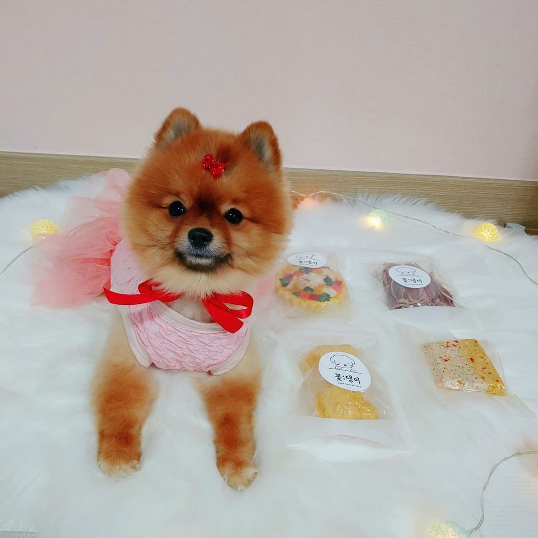 몽솜이네🌺🐻🐰🐹🌺’s Instagram profile post: “#협찬 @eodeoddl9279 수제간식 꽃댕이💕에서 보내주신 맛나는 간식들😣💖 오리져키, 콤비네이션 타르트, 멍치킨, 꼬꼬테린😆💕 오랜만에 먹