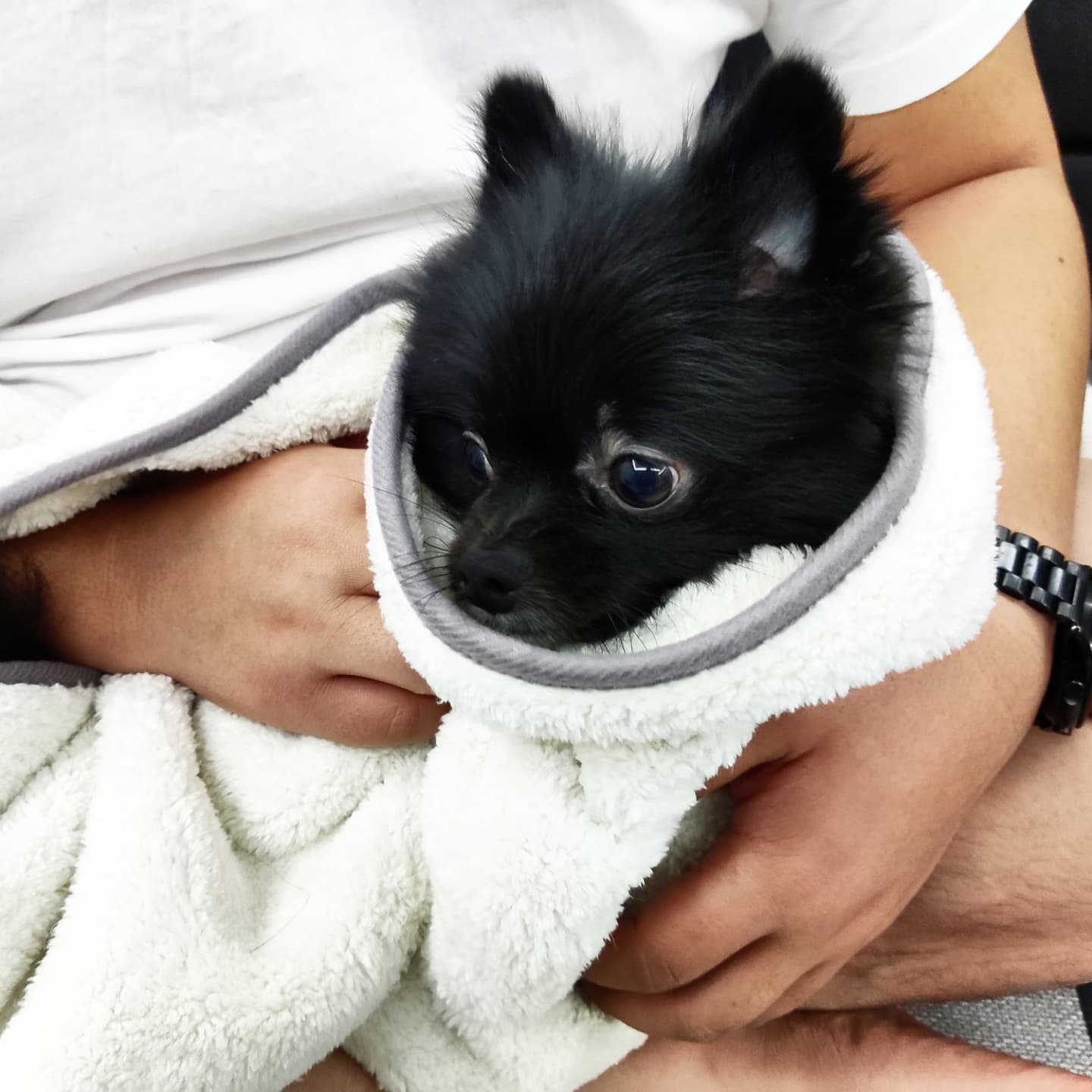 최깜탄 전용 강아지 목욕타올이 추가 되었습니당 ㅋㅋ
부드럽고 도톰한 감촉에 만족하심 게다가 빠른건조 까지 조아용! 
#협찬 #유봉펫 #강아지타올 #강아지수건 #극세사타올 #강아지용품 #강아지 #강아지그램 #강아지일상  #강아지스타그램 #강아지🐶 #고양이수건 #강아지목욕 #강아지목욕용품