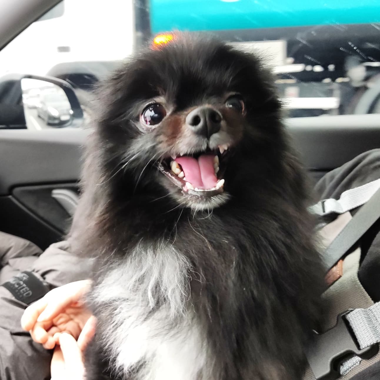신난 최깜탄! ㅋㅋ 물개됐네~
귀어디갔어?귀??ㅋㅋ

#강아지 #강아지그램  #강아지스타그램  #강아지일상  #멍스타그램 #멍팔 #멍멍이 #멍멍이그램 #견스타그램 #멍스타그램🐶  #댕스타그램  #댕댕이그램  #댕댕이일상 #댕댕이🐶 #포메 #포메라니안 #블랙탄포메 #블랙탄포메라니안