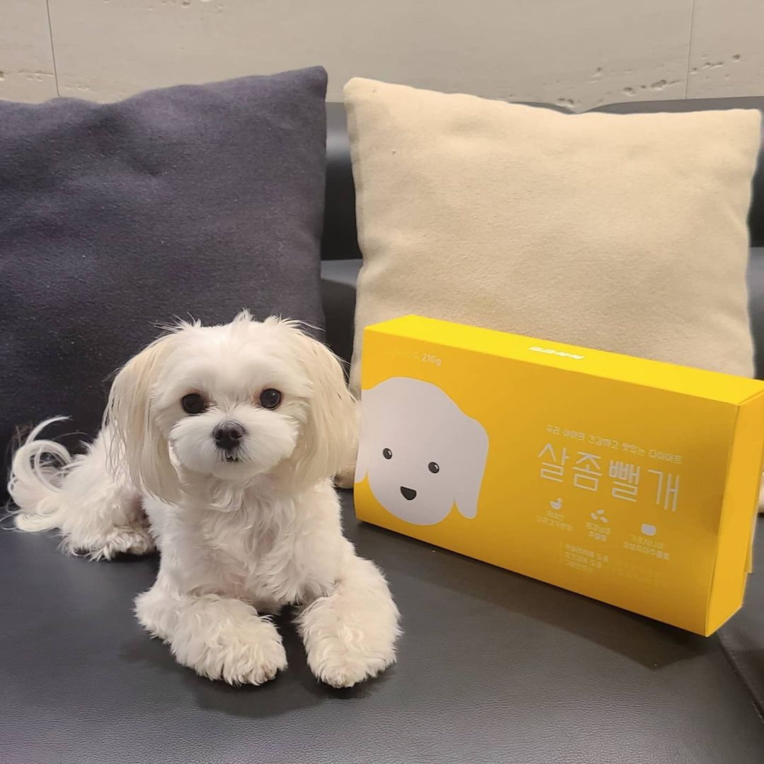 구찌공주 on Instagram: “#협찬 x @44kk.official 사실 구찌는 슬개골 상태가 좋지 않아요..😥 수술도 권유 받았지만 아직 아가라서 수술만은 최후의 수단으로 미루고 체중 관리에 신경쓰고 있어요