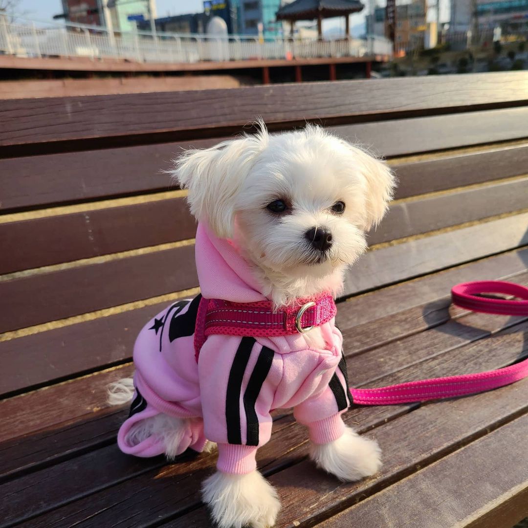 구찌공주 on Instagram: “나 오눌 산책 칭구도 만드러쩌! 아이 조아😆 #애미야#사진그만찍고#걷기나하자 - 구매시 5개월 1.7kg / 현재 6개월 2.1kg - 평균 티셔츠 사이즈 SM ~ M 우선.. 이제 하네스 유