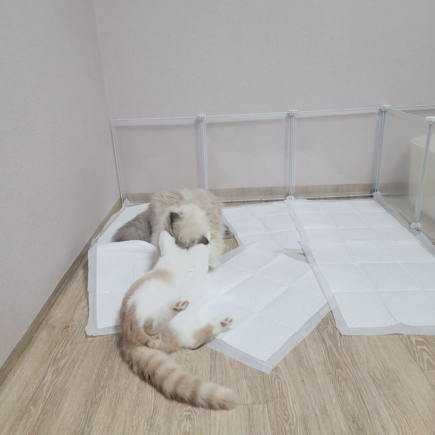 #일상

주말이라 대청소 좀 할라는데
나한테 왜이래ㅋㅋㅋㅋㅋㅋㅋ

패드를 도대체 몇번을 다시 까는거야
저리가서 놀아..진상들이네 진짜😭

#근데_로이등에_오줌싼애누구냐