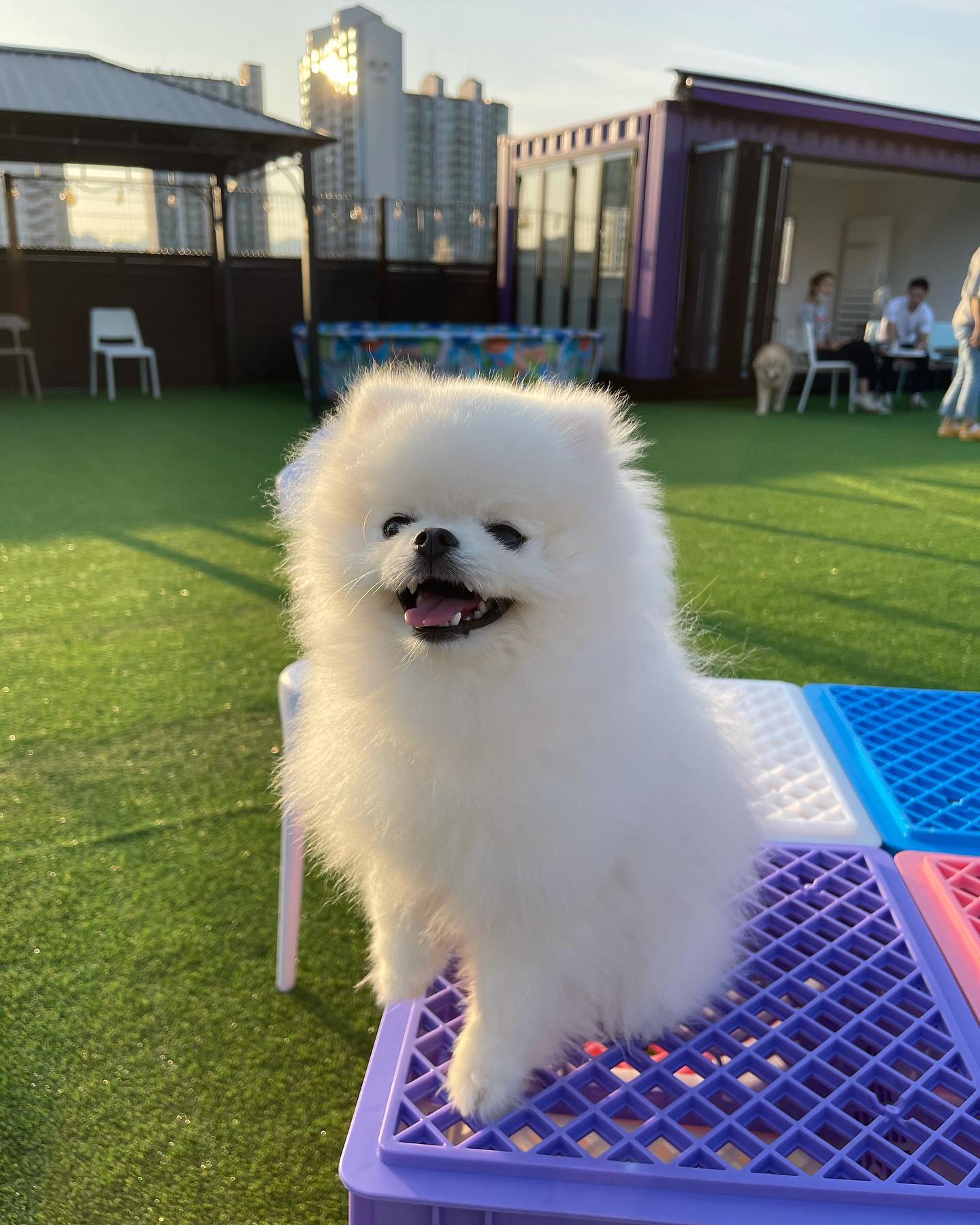 🐶햇살이 좋은 우유🐶
날씨가 얼른 풀려서 뛰뛰하고 싶어용
.
#일상#포메라니안#우유스타그램#daily반려견#포메#도그어스플래닛 #견스타그램 #애견운동장