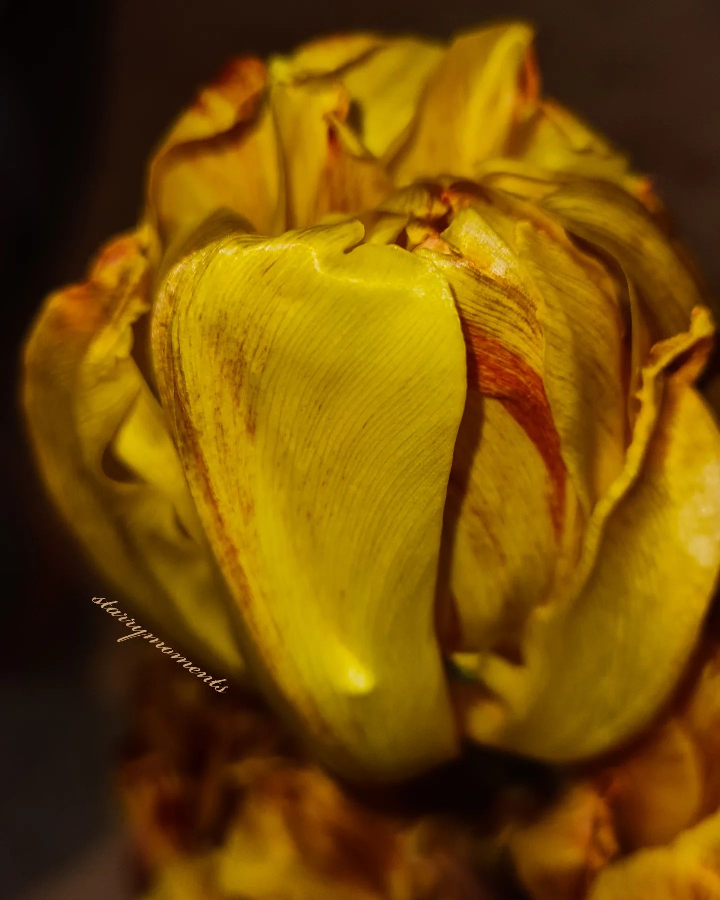 Yellow tulip🌷💛🧡

Ignore:..
#photographer #photograph #photography #photo #hobby #hobbyphotograph #Hobbyfotograf #hobbyphotographer #hobbyphotography #nature #naturephotos #naturephotographer #naturephotography #beautiful #beautifulnature #flowers #flower #flowerphotography #flowerphotograph #colourfulnature #lovelynature #naturelover
