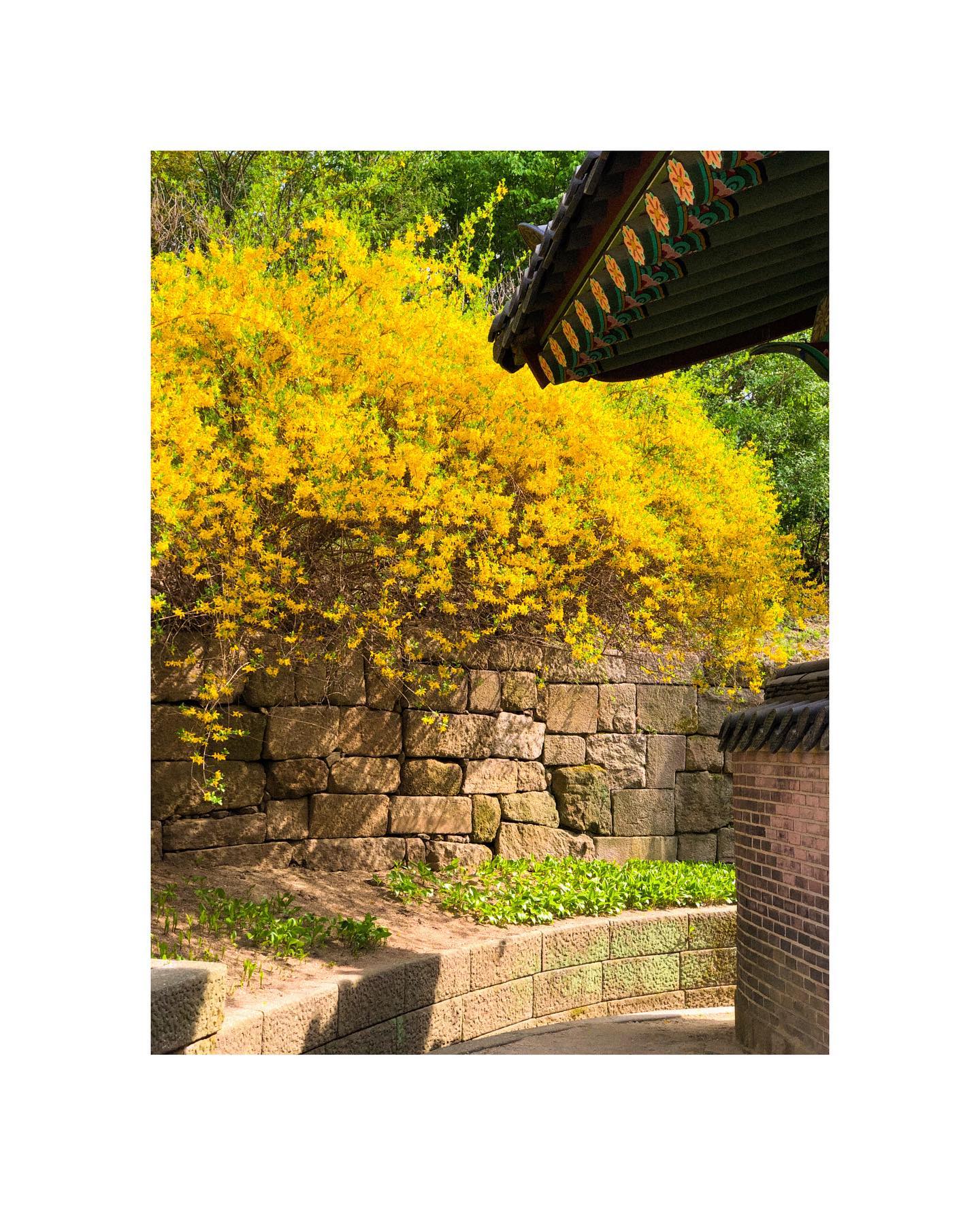 🌼
비오기 전에 했던 짧은 꽃구경