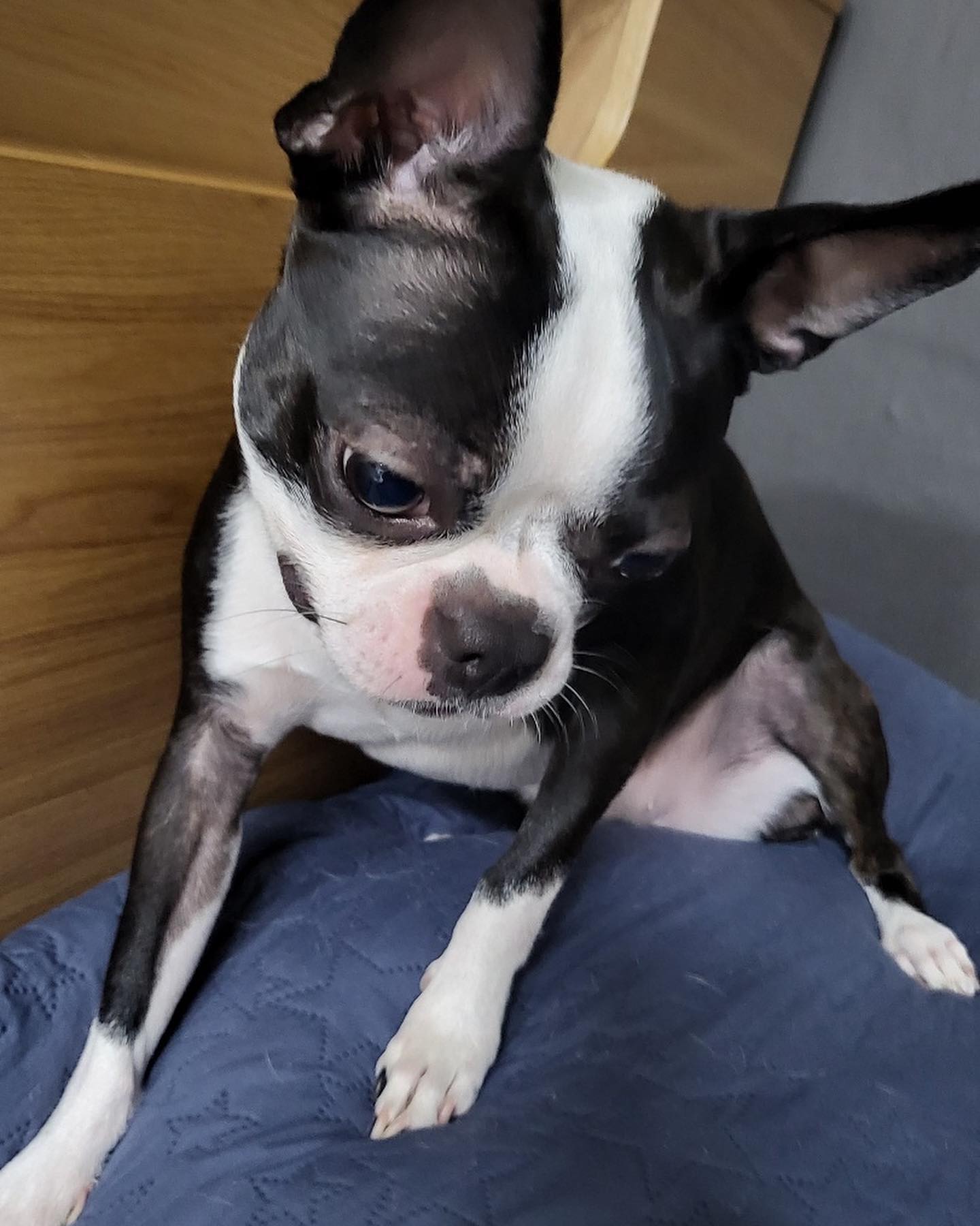 #공내놔요🐶🐶#공놀이최고#베게위에서#신나신나🎶#보스턴테리어#bostonterrier#4yearsold#playball⚾️#yeah🎉 #coco#❤️