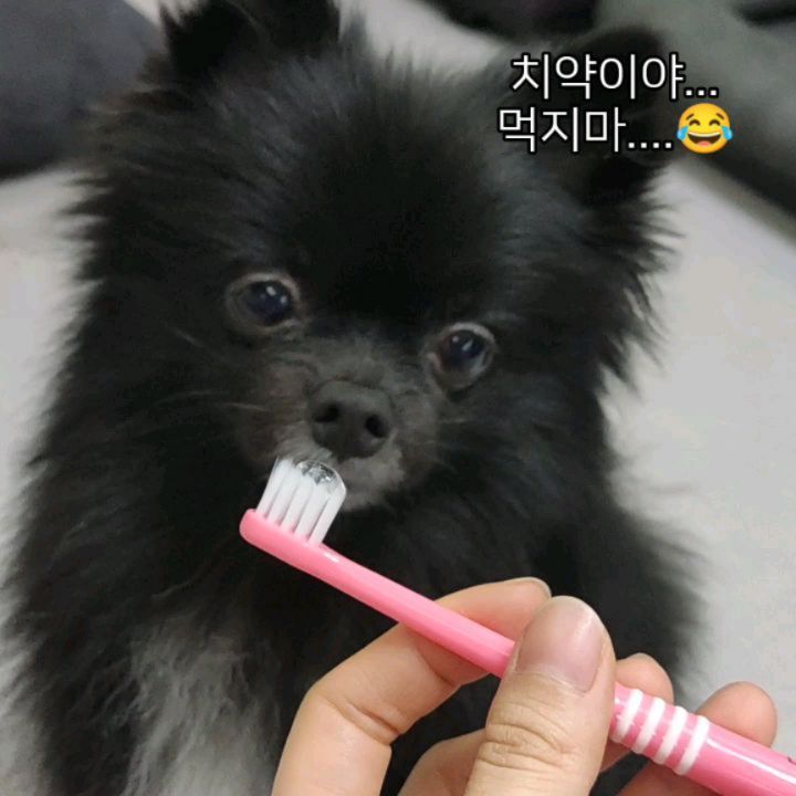 #협찬 #부들부들 강아지바르는치약🐶
사용기 #먹지마 발라야하는데 자꾸먹어서 바르기힘듬 ㅋㅋ 기호성 좋고 점성있어서 치아건강관리에 굿 👍 낼름낼름 귀여워죽겠네 ㅋㅋㅋ😂😚💕😸
.
.
 
.
.
.
.
#강아지양치 #강아지치약추천 #강아지먹는치약 #강아지치약 #바르는강아지치약 #강아지바르는치약 #강아지구취 #강아지입냄새  #블랙탄 #블랙포메라니안 #강아지그램  #강아지스타그램  #강아지일상  #멍스타그램 #멍팔 #멍멍이 #멍멍이그램 #견스타그램 #멍스타그램🐶  #댕스타그램  #댕댕이그램  #댕댕이일상 #댕댕이🐶 #포메 #포메라니안 #블랙탄포메 #블랙탄포메라니안