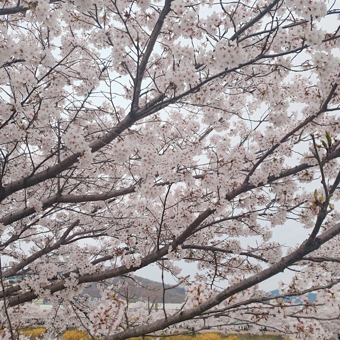 자가격리 끝나고 겨우 벚꽃구경!
#자가격리끝 #벚꽃구경끝 #벚꽃다떨어짐 #간만에셀카