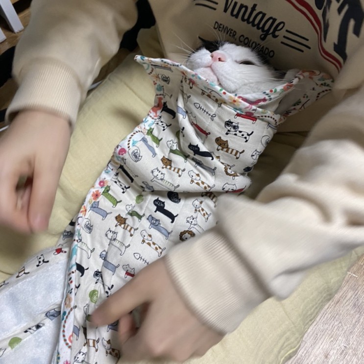고양이 복막염 FIP 신약 치료 후기/ 준비물  정리 고복치 가입