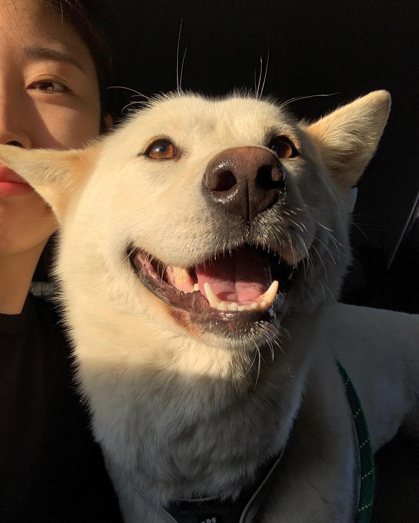 우리 천복이 차타기 성공✨🐕 아구기특해 처음으로 애견카페 다녀왔는데 사장님도 너무 친절하시구 공간도 너무 좋았지만 우리 천복이가 대단한 쫄보여서,, 천천히 적응해보는걸로!💪🏻