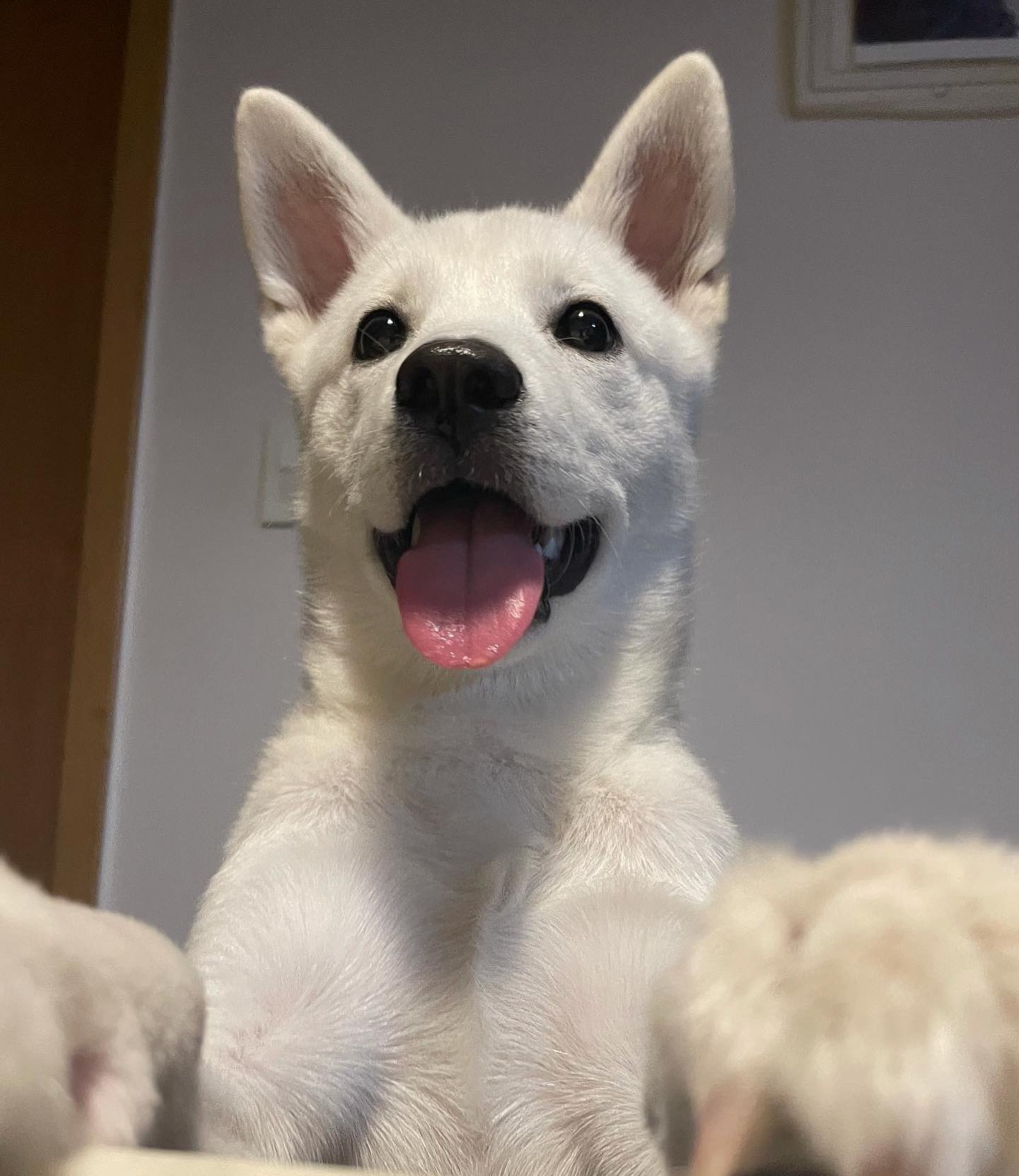 🐶🐶🐶