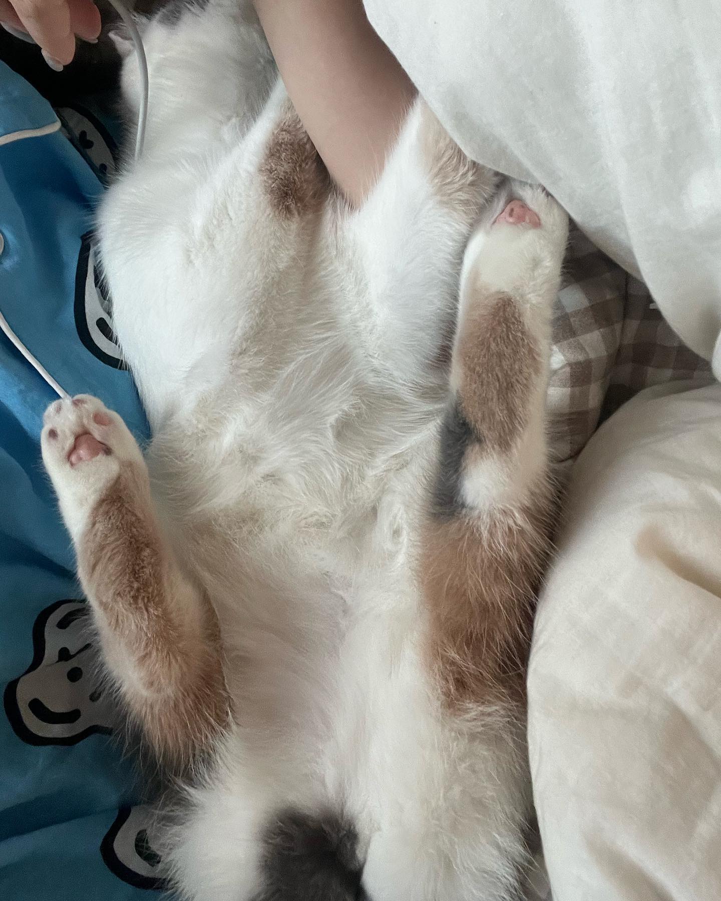 포뇨의 근황입니다 💛💛