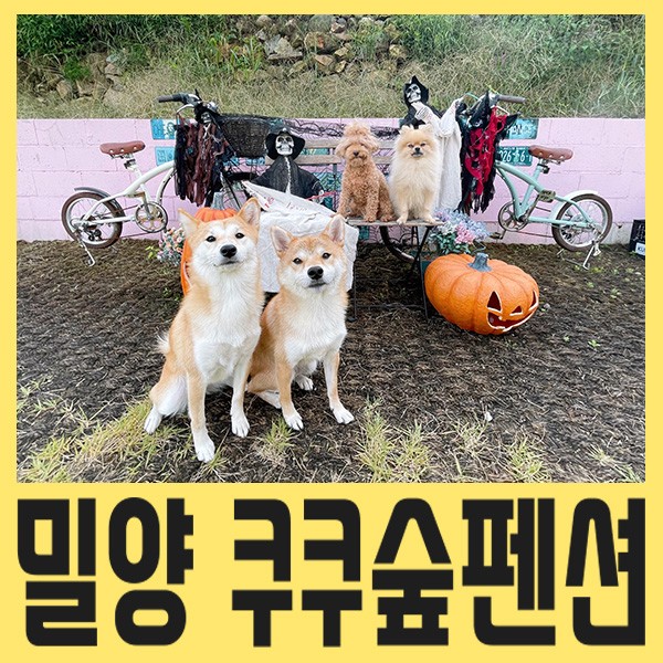 [경남-밀양 애견펜션] 개별마당과 넓은 운동장 쿠쿠숲펜션 솔직후기