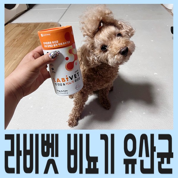 강아지 신장 유산균 종근당 바이오 라비벳으로 비뇨기 건강 지키기 추천