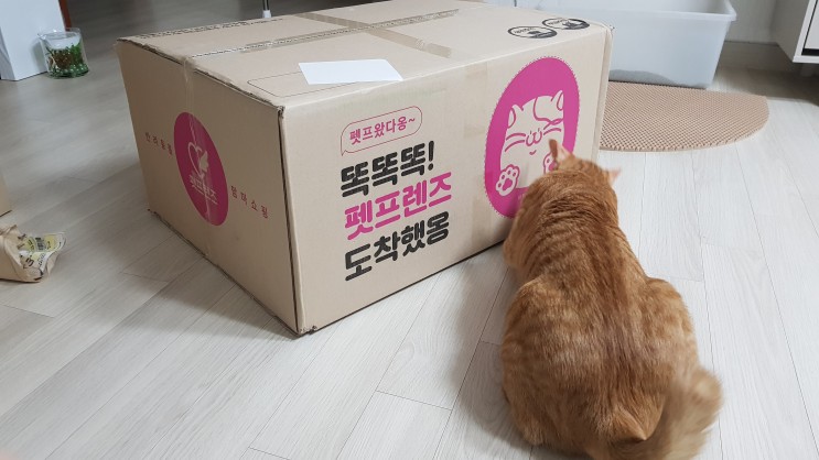 예쁜 사막화방지매트 고양이매트 ㅁㅊ모래매트