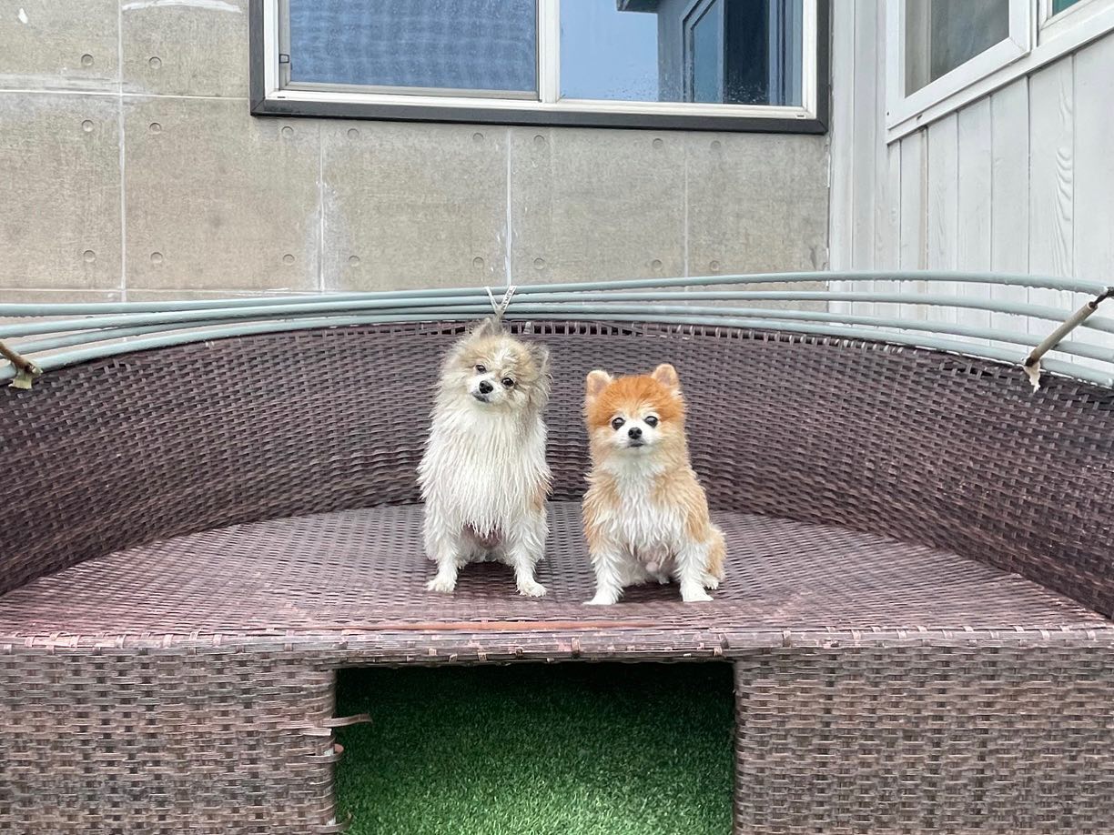 물놀이 후.... 누구세용🤪
.
.
#dogstagram #dog #doglover #멍스타그램 #애견펜션 #개리비안베이 #개리비안베이펜션 #태안애견펜션 #태안애견동반 #태안개리비안베이 #포메라니안 #파티포메 #멍멍이 #멍멍이그램 #애견인 #쉐이블포메 #쉐이블포메라니안 #파티포메라니안 #개린이 #개스타그램 #독스타그램 #댕댕이 #댕스타그램 #반려견 #강아지 #강아지일상 #댕팔 #댕팔맞팔 #멍팔맞팔환영 #멍팔맞팔