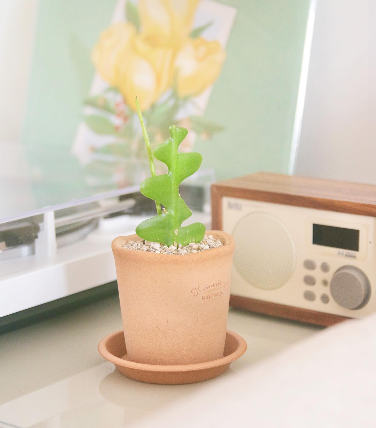 .
식물킬러 손에 들어온 불쌍한녀석🌿
집에오자마자 액자가 넘어지면서 한쪽잎이 바사삭 되어버렸어요;
다시 새 잎사귀가 자라날 줄 알았는데 
밑에서 생각지도 못한 줄기가 자라나와서 당황스러워요

언젠가 보낼날이 오겠지만
정성다해 최대한 오래오래 키워볼게💚

#3개월째키우는중