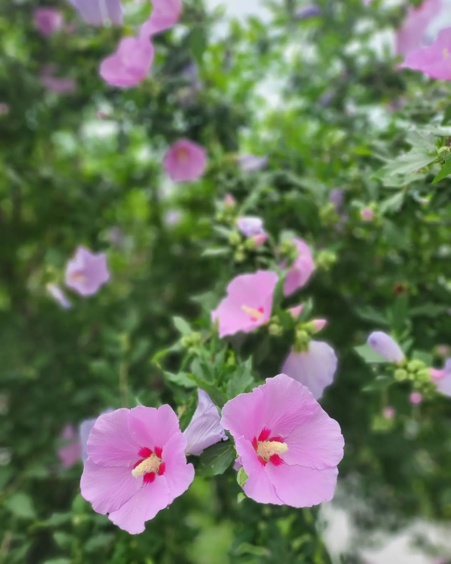오랜만에 무궁화를 보았다
이뿌다.~~ 벚꽃보다 훨~~~^^♡^^