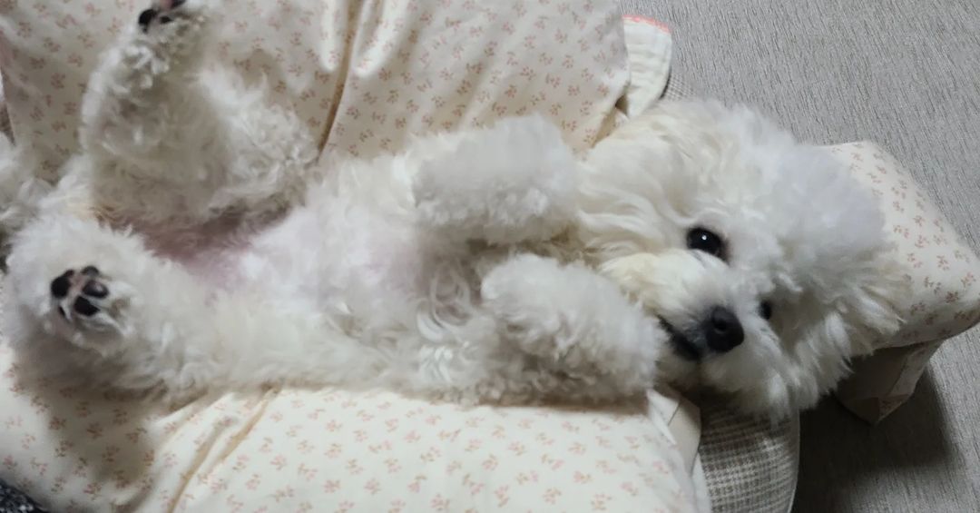비숑 백미 on Instagram: “2022.3.3목 가족 140일🥳( 7개월) <백미의 일기> 언니가 아주 푹신하고 편안한 가방을 사줬다. 너무나 좋다.자꾸 들어가고프다. 카페에 가서도 집에 있는 것 처럼 편하게
